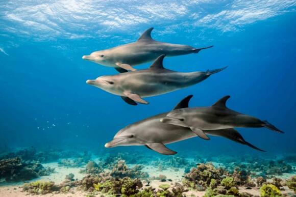 Event - "Monaco Ocean Week" 3/3