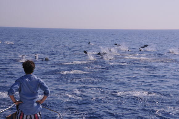 Escursioni - Whale Watching Monaco 5/5