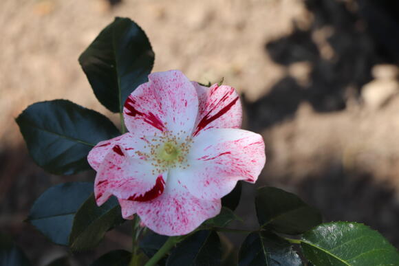 Vente des rosiers du 8ᵉ Concours de Roses Nouvelles de Monaco 2/2