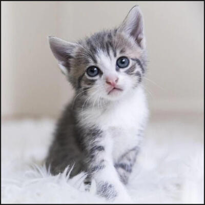 Mostra felina