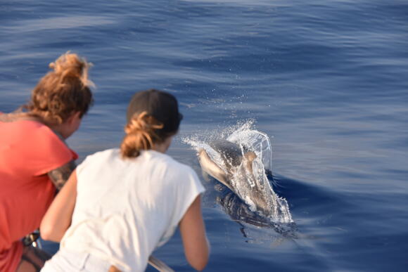 Escursioni - Whale Watching Monaco 3/5