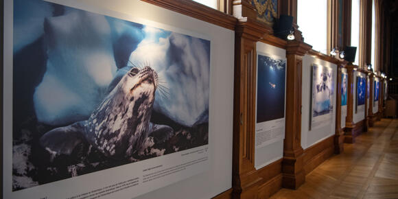 Mostra - "Poli, mondi fragili"- Greg Lecoeur" 2/2
