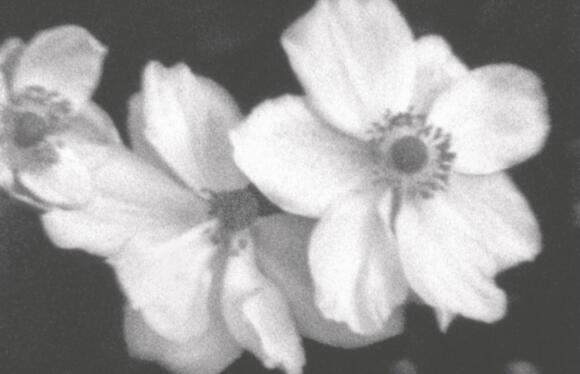 "Plein air" : projection/rencontre avec Helga Fanderl