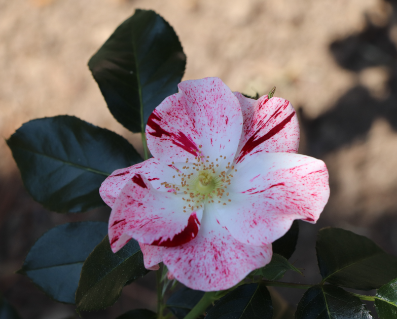Vente des rosiers du 8ᵉ Concours de Roses Nouvelles de Monaco 1/2