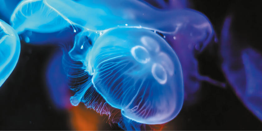 Museo Oceanografico 1/3