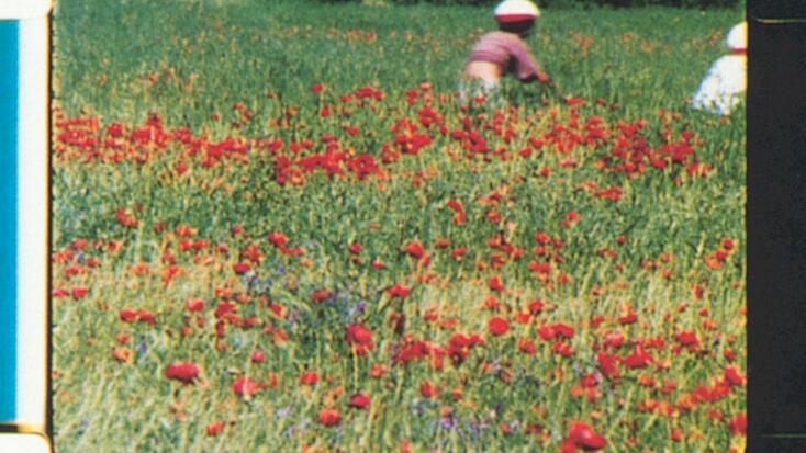 Projection - "Rose Lowder et sa caméra agricole"