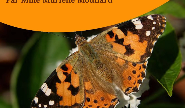 « Insectes de A à Z » par Murielle Mouflard - Conférence et visite