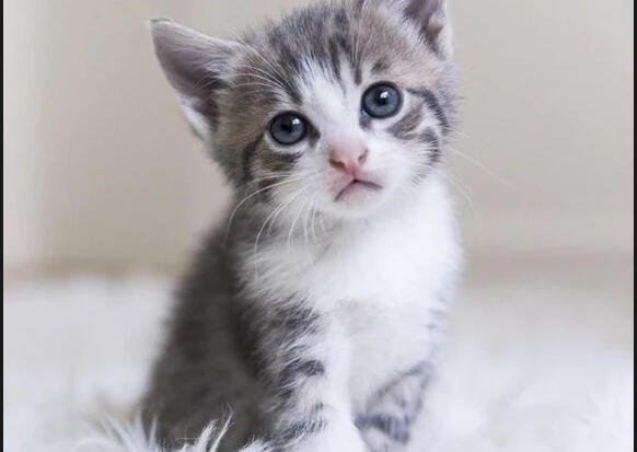 Mostra felina