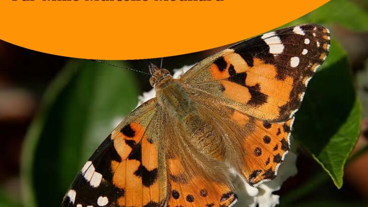 Lecture - "The A to Z of Insects"