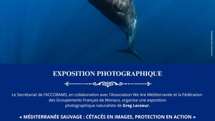 Méditerranée Sauvage : Cétacés en images, protection en action